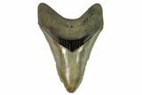 Serrated, Fossil Megalodon Tooth - South Carolina #124200-1